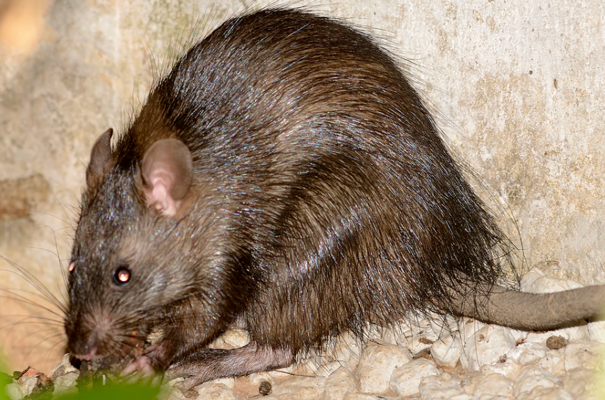 Bandicoot Rat